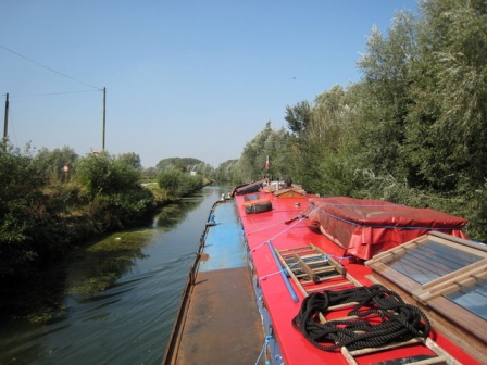 Narrow and weedy