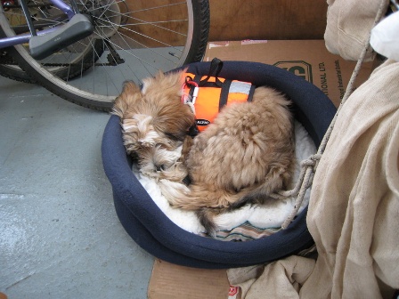 Sleepy dog