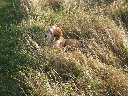 Tilly in grass