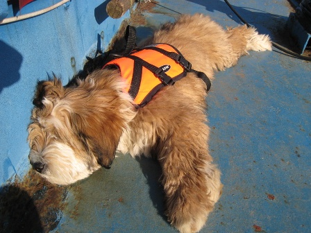 Tilly on deck